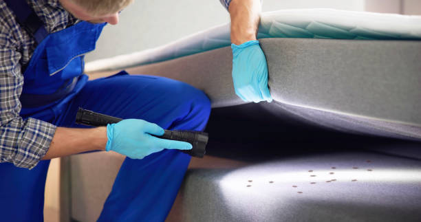 Best Wasp Removal Services  in Vley Grande, AL