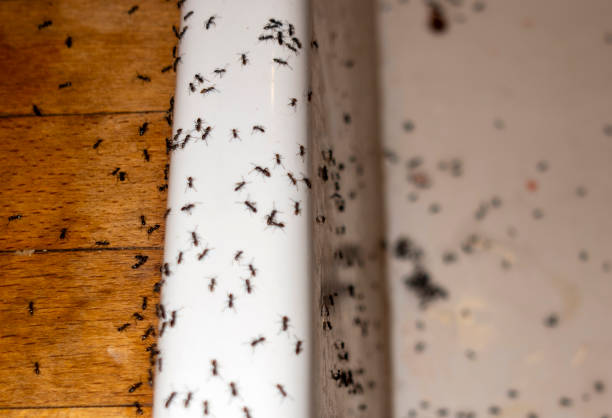 Best Commercial Pest Control Services  in Vley Grande, AL