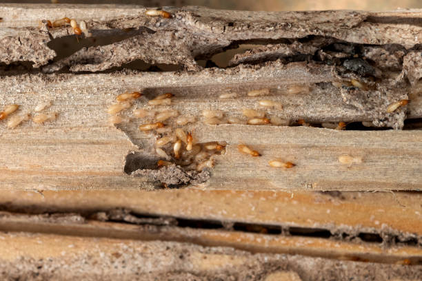 Best Emergency Pest Control  in Vley Grande, AL