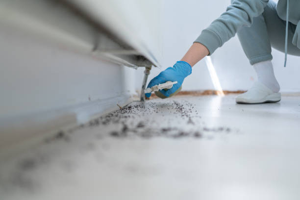 Best Mosquito Control Services  in Vley Grande, AL